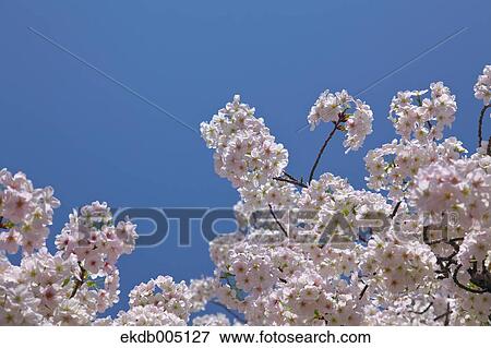 Cherry blossoms View Large Photo Image Stock Photo - Cherry blossoms. Fotosearch