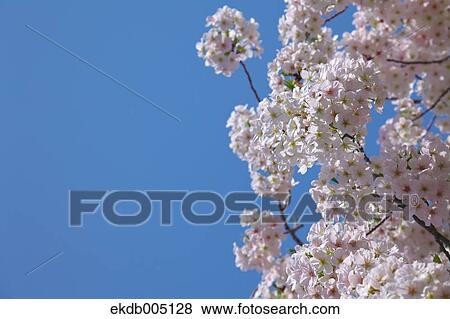 Cherry blossoms View Large Photo Image Stock Photo - Cherry blossoms. Fotosearch