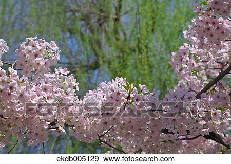 Cherry blossoms View Large Photo Image Stock Photo - Cherry blossoms. Fotosearch