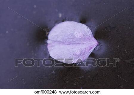 Cherry blossoms View Large Photo Image Stock Photo - Cherry blossoms. Fotosearch