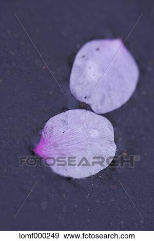 Cherry blossoms View Large Photo Image Stock Photo - Cherry blossoms. Fotosearch