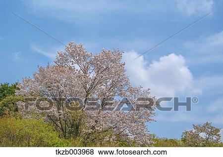 Cherry blossoms View Large Photo Image Stock Photo - Cherry blossoms. Fotosearch