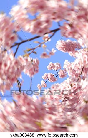Cherry blossoms View Large Photo Image Stock Photo - Cherry blossoms. Fotosearch