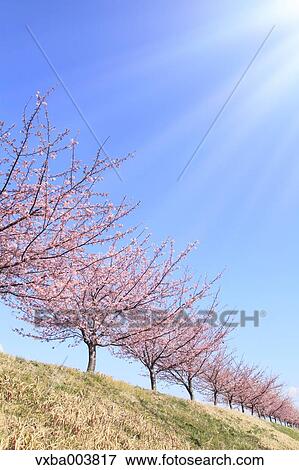 Stock Photo - Cherry blossoms. Fotosearch