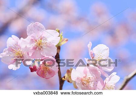 Cherry blossoms View Large Photo Image Stock Photo - Cherry blossoms. Fotosearch