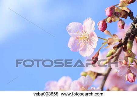 Cherry blossoms View Large Photo Image Stock Photo - Cherry blossoms. Fotosearch