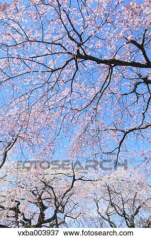 Cherry blossoms View Large Photo Image Stock Photo - Cherry blossoms. Fotosearch