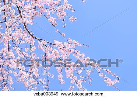 Stock Photo - Cherry blossoms. Fotosearch
