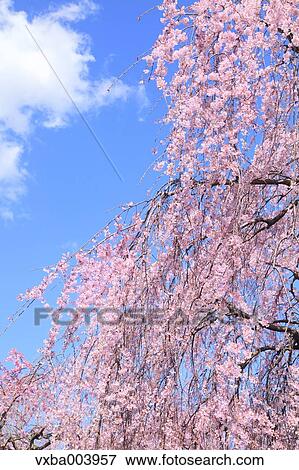 Cherry blossoms View Large Photo Image Stock Photo - Cherry blossoms. Fotosearch