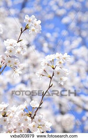 Cherry blossoms View Large Photo Image Stock Photo - Cherry blossoms. Fotosearch
