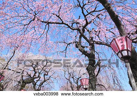 Cherry blossoms View Large Photo Image Stock Photo - Cherry blossoms. Fotosearch