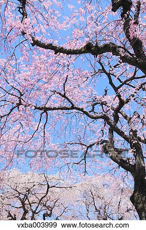 Cherry blossoms View Large Photo Image Stock Photo - Cherry blossoms. Fotosearch