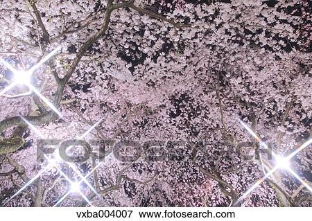 Cherry blossoms View Large Photo Image Stock Photo - Cherry blossoms. Fotosearch