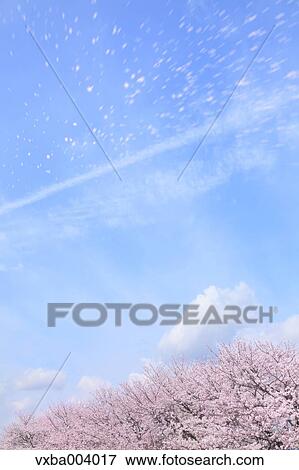Cherry blossoms View Large Photo Image Stock Photo - Cherry blossoms. Fotosearch