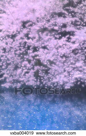 Stock Photo - Cherry blossoms. Fotosearch