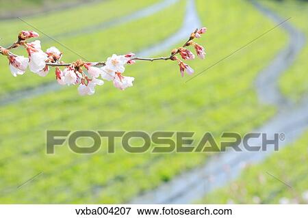 Cherry blossoms View Large Photo Image Stock Photo - Cherry blossoms. Fotosearch
