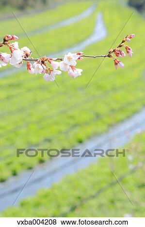 Cherry blossoms View Large Photo Image Stock Photo - Cherry blossoms. Fotosearch