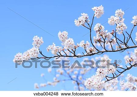Cherry blossoms View Large Photo Image Stock Photo - Cherry blossoms. Fotosearch