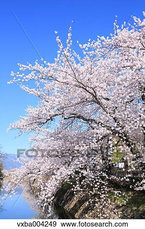 Cherry blossoms View Large Photo Image Stock Photo - Cherry blossoms. Fotosearch
