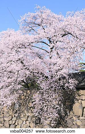 Stock Photo - Cherry blossoms. Fotosearch