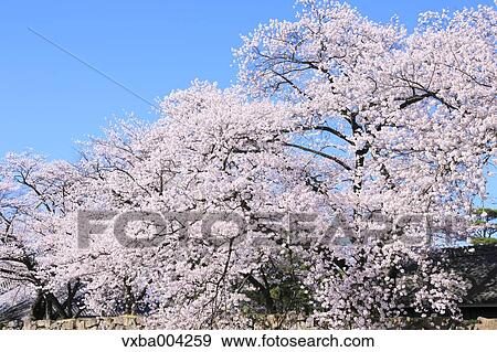 Cherry blossoms View Large Photo Image Stock Photo - Cherry blossoms. Fotosearch