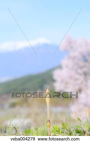 Cherry blossoms View Large Photo Image Stock Photo - Cherry blossoms. Fotosearch