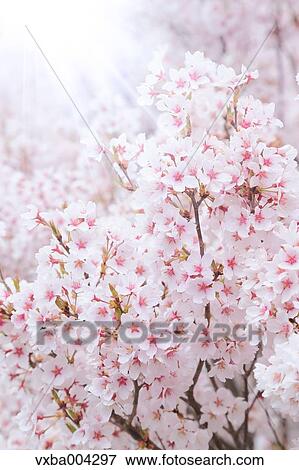Cherry blossoms View Large Photo Image Stock Photo - Cherry blossoms. Fotosearch