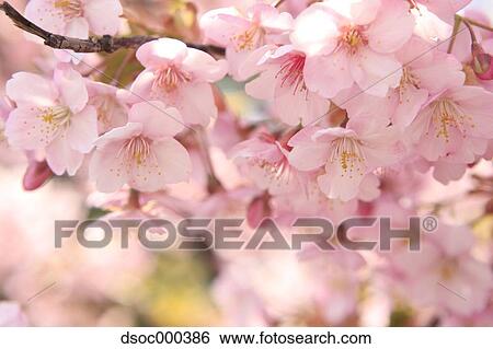 Cherry blossoms View Large Photo Image Stock Photograph - Cherry blossoms. Fotosearch