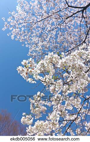 Cherry blossoms View Large Photo Image Stock Photograph - Cherry blossoms. Fotosearch