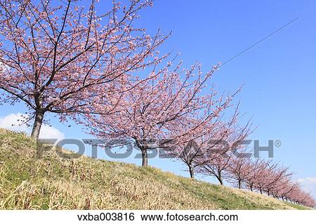 Cherry blossoms View Large Photo Image Stock Photograph - Cherry blossoms. Fotosearch