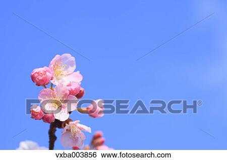 Stock Photograph - Cherry blossoms. Fotosearch