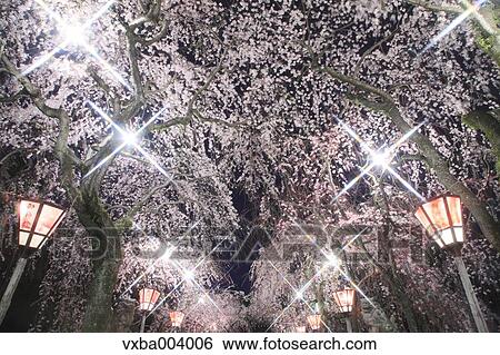 Stock Photograph - Cherry blossoms. Fotosearch