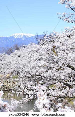 Cherry blossoms View Large Photo Image Stock Photograph - Cherry blossoms. Fotosearch