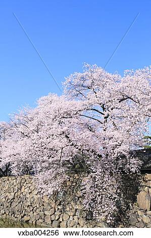 Cherry blossoms View Large Photo Image Stock Photograph - Cherry blossoms. Fotosearch