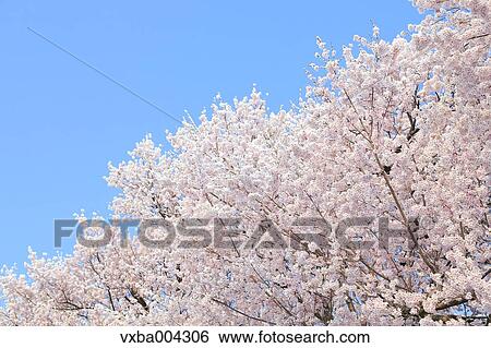 Stock Photograph - Cherry blossoms. Fotosearch