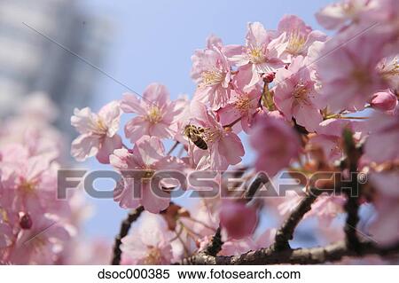 Stock Photography - Cherry blossoms. Fotosearch
