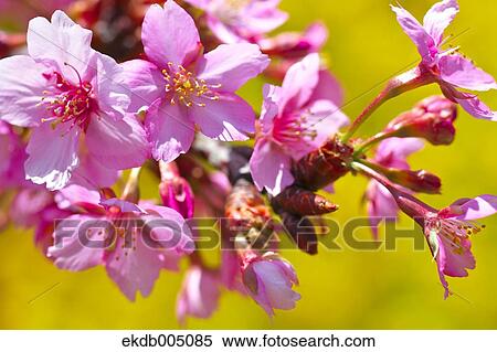 Cherry blossoms View Large Photo Image Stock Photography - Cherry blossoms. Fotosearch
