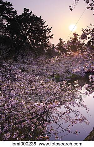 Cherry blossoms View Large Photo Image Stock Photography - Cherry blossoms. Fotosearch