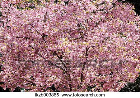 Cherry blossoms View Large Photo Image Stock Photography - Cherry blossoms. Fotosearch