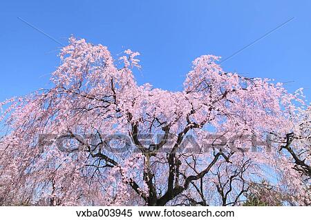 Cherry blossoms View Large Photo Image Stock Photography - Cherry blossoms. Fotosearch