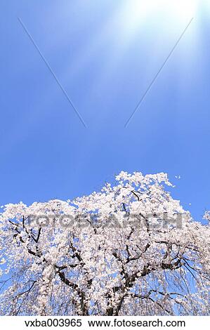 Cherry blossoms View Large Photo Image Stock Photography - Cherry blossoms. Fotosearch