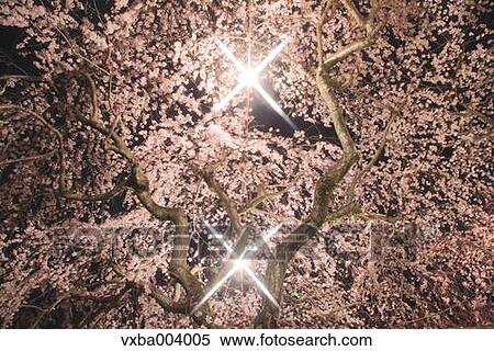 Cherry blossoms View Large Photo Image Stock Photography - Cherry blossoms. Fotosearch