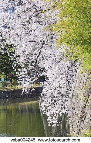 Cherry blossoms View Large Photo Image Stock Photography - Cherry blossoms. Fotosearch