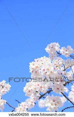 Cherry blossoms View Large Photo Image Stock Photography - Cherry blossoms. Fotosearch