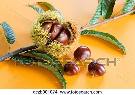 Chestnuts View Large Photo Image Picture - Chestnuts. Fotosearch