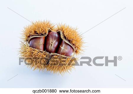 Chestnuts View Large Photo Image Stock Image - Chestnuts. Fotosearch