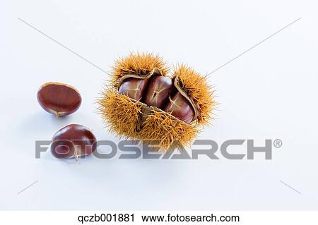 Chestnuts View Large Photo Image Stock Image - Chestnuts. Fotosearch