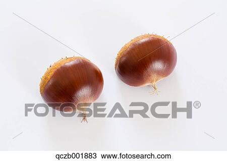 Chestnuts View Large Photo Image Stock Image - Chestnuts. Fotosearch