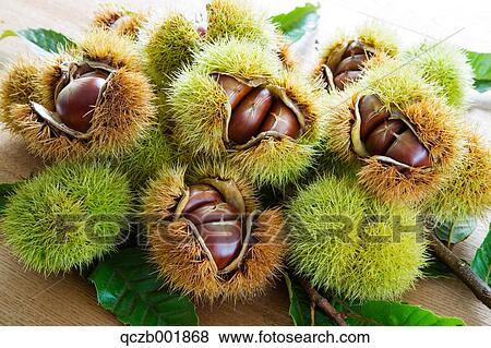 Chestnuts View Large Photo Image Stock Photo - Chestnuts. Fotosearch