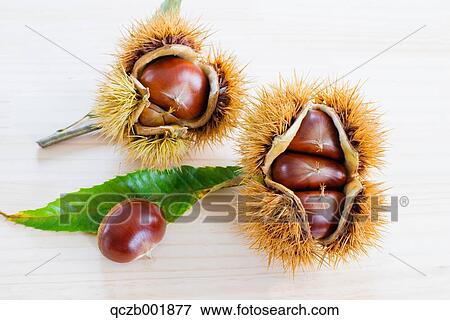 Stock Photo - Chestnuts. Fotosearch